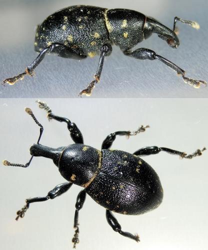 Liparus coronatus
